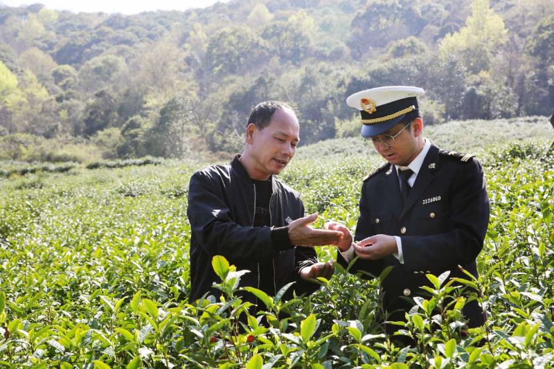 跨境政策丨浙江发布十条意见 助力浙茶加速出海